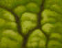 森の息吹　50F［117×92］アクリル・油彩　2011年　個人蔵